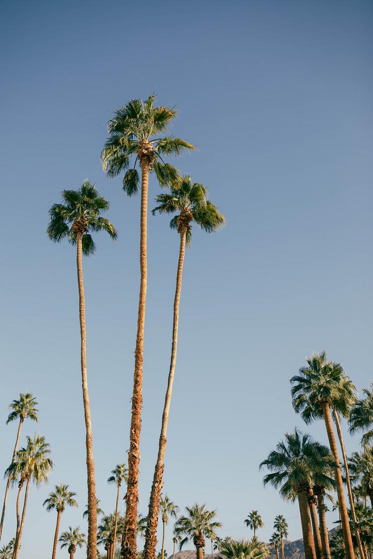 vintage palm trees tumblr