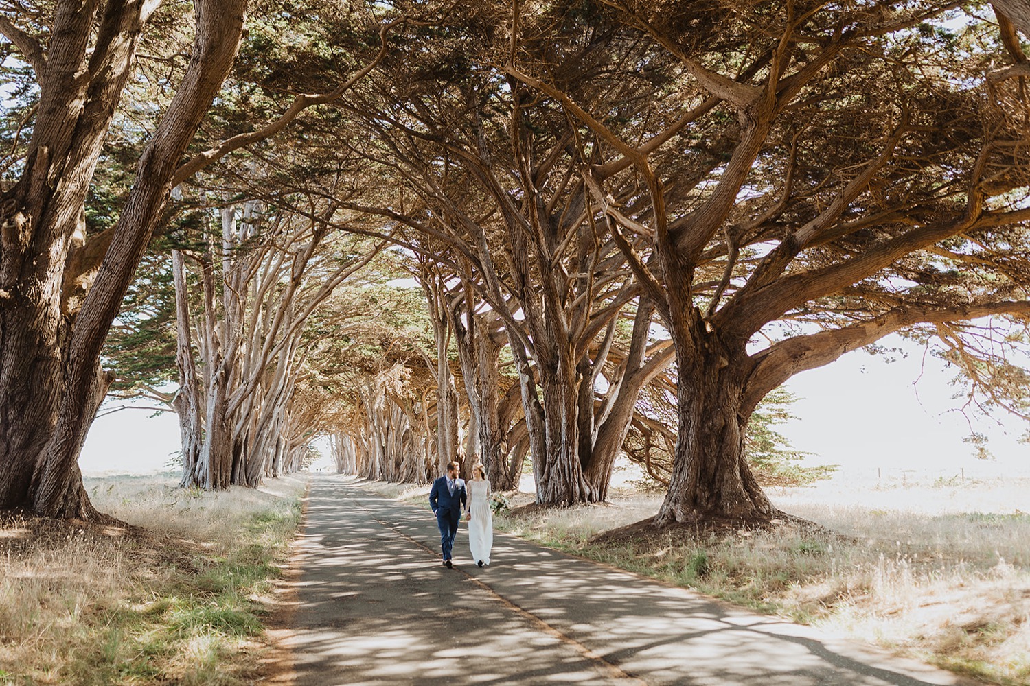 Cypress Tree Tunnel 3